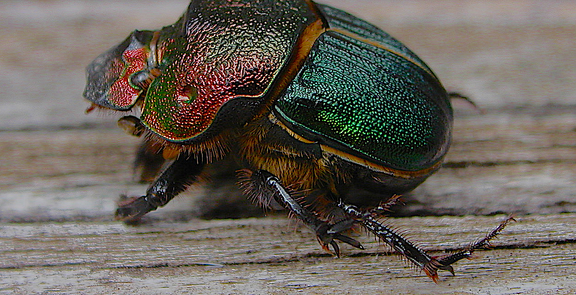 RainbowBeetle
