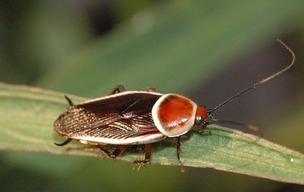 Pale-bordered field roach