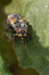 Baby ladybug