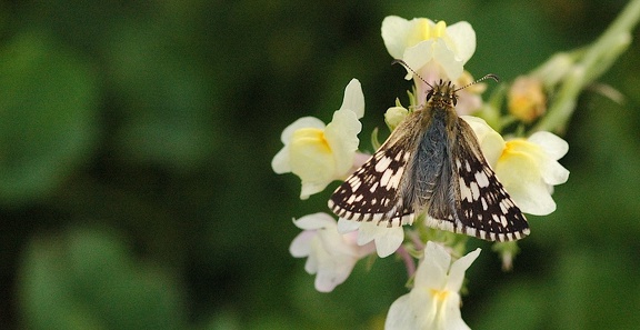 Skipper