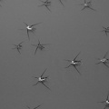 water striders