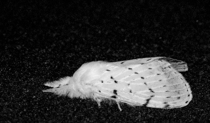 white moth