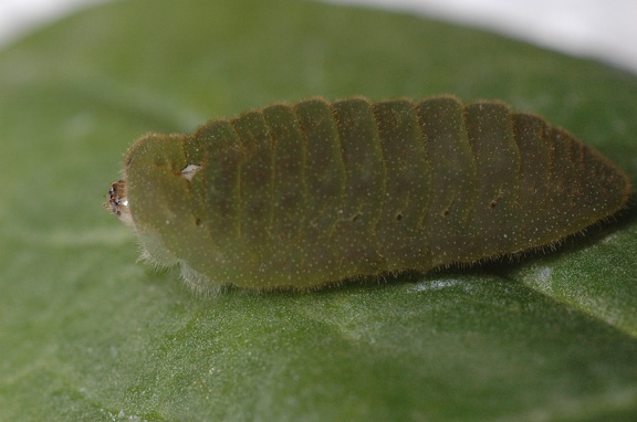 green slug
