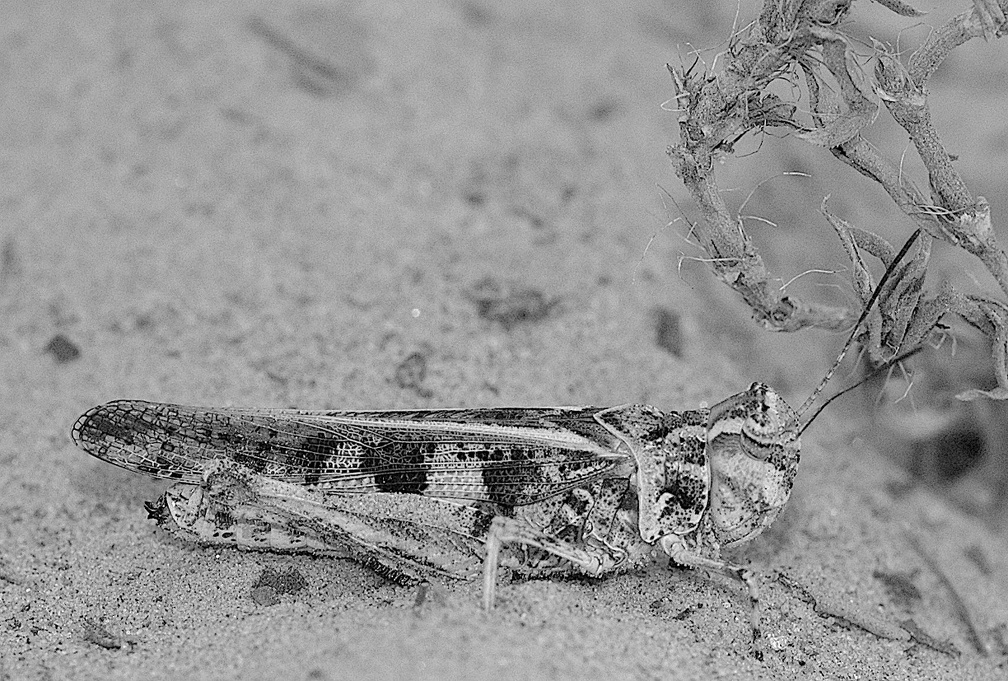 grasshopper in the sand