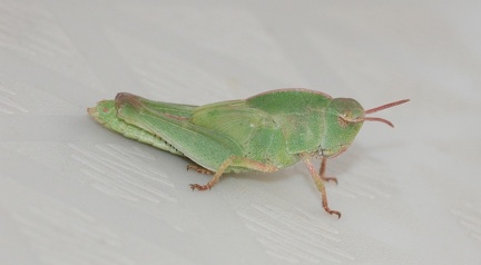 crested grasshopper nymph