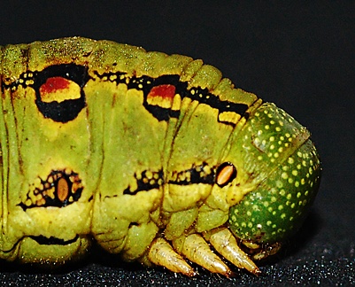 caterpillar head