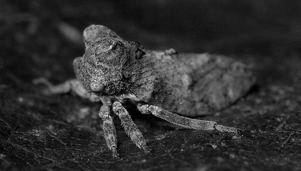 Treehopper