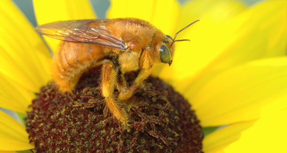 Xylocopa