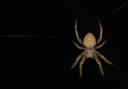 Orb weaver