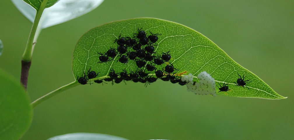 Baby bugs on a leaf