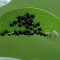 Baby bugs on a leaf