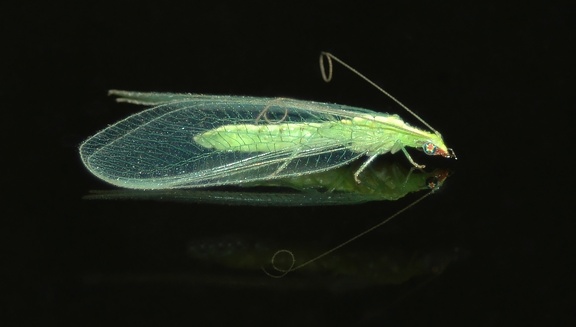 Green Lacewing with Rainbow Eyes