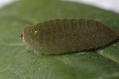 green slug