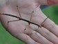 Walkingsticks and leaf mimics belong to the order Phasmatodea.