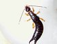 Earwigs belong to the order Dermaptera.