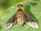 Flies belong to the order Diptera.